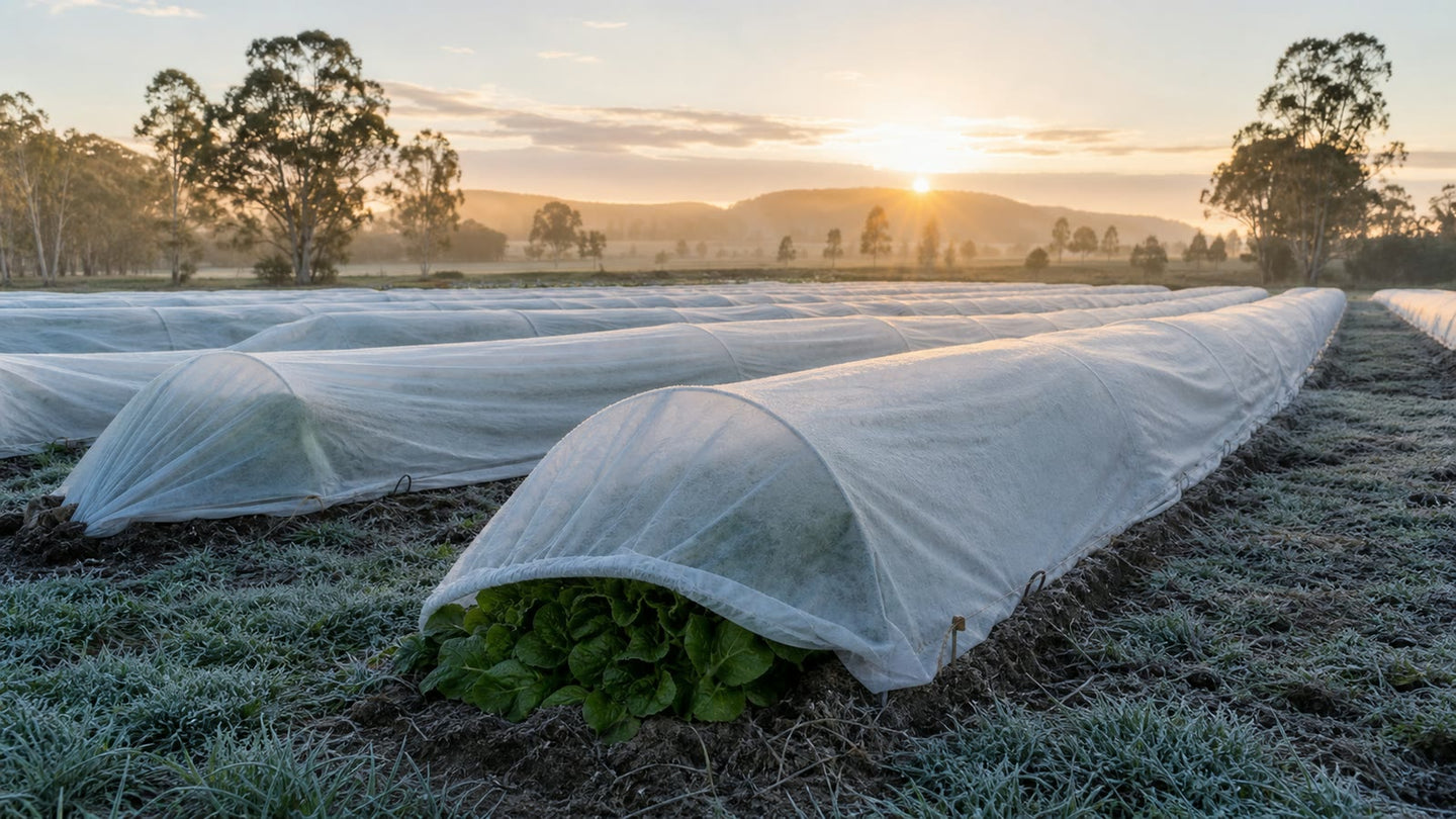 White frost protection cloth over Australian crop rows at dawn