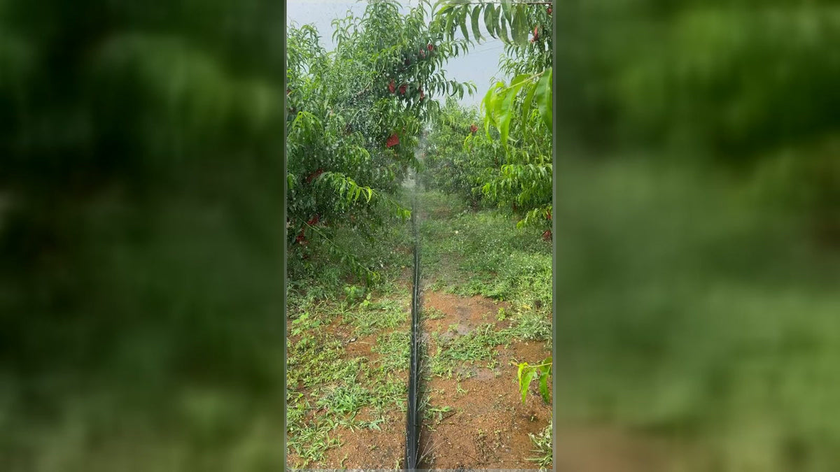 Orchard sprinkler irrigation operating between fruit trees