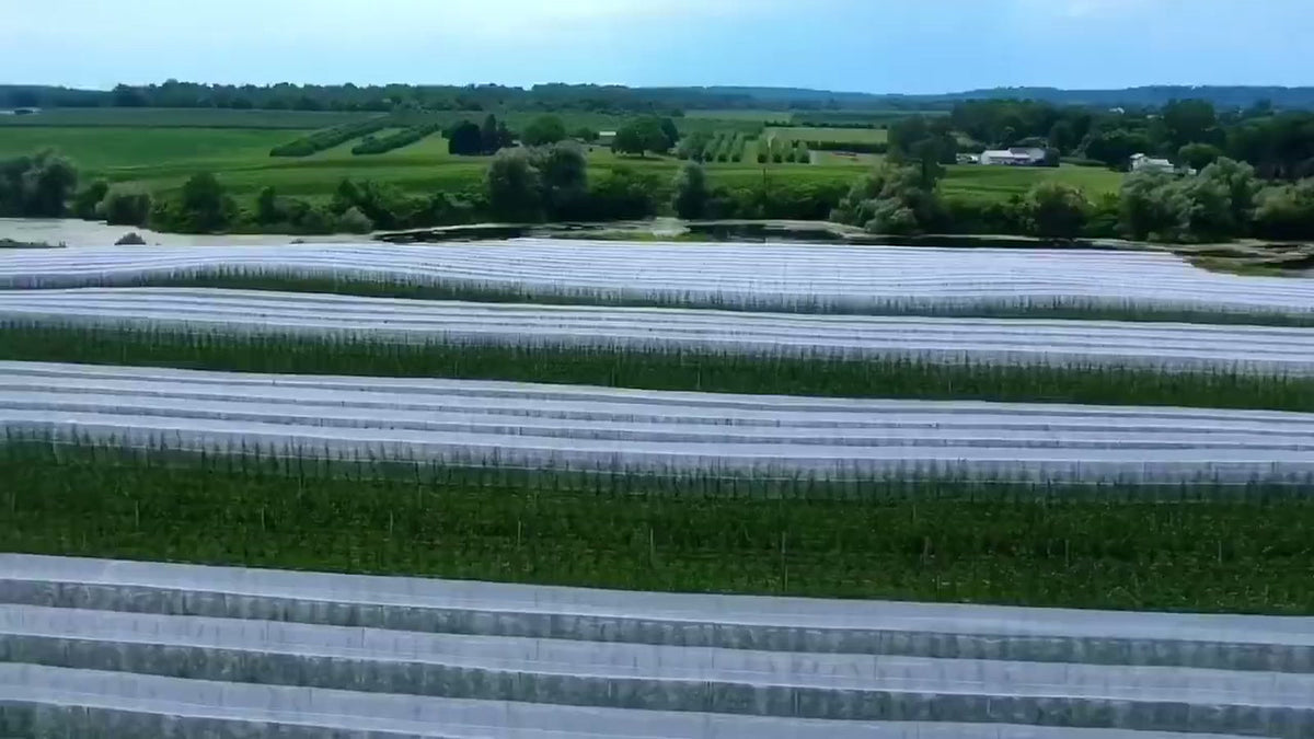 Wide orchard protected by white insect netting