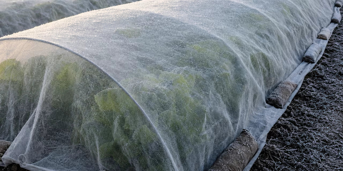 Frost Cloth vs Frost Blanket: What Agricultural Buyers Should Know