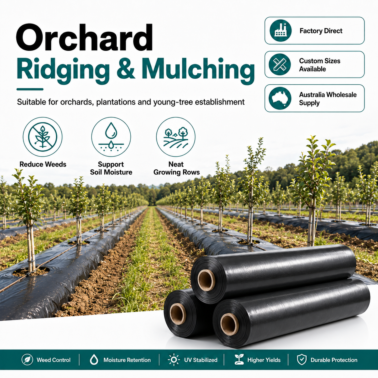Orchard ridging and mulching with black PE agricultural film for young-tree establishment
