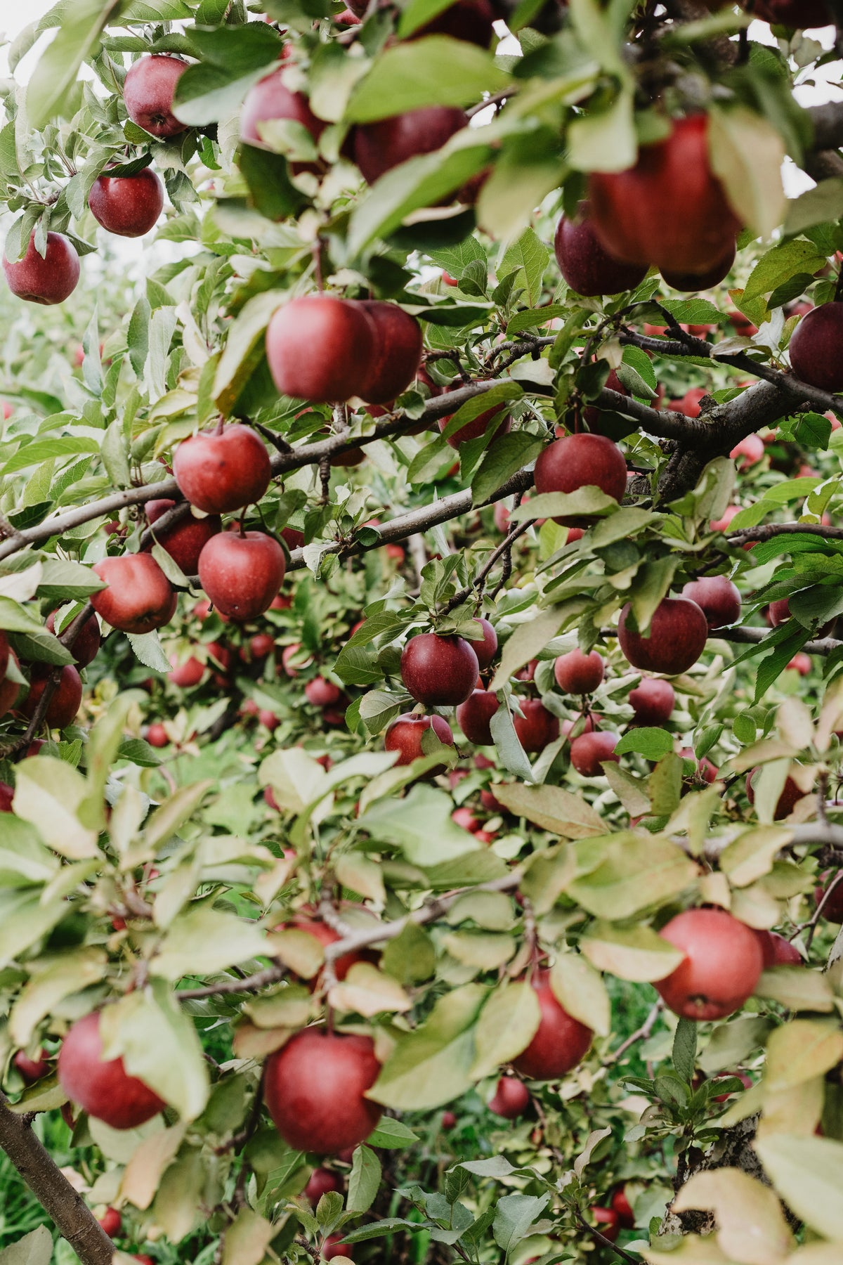 Panoramic commercial growing environment — AI-generated brand illustration
