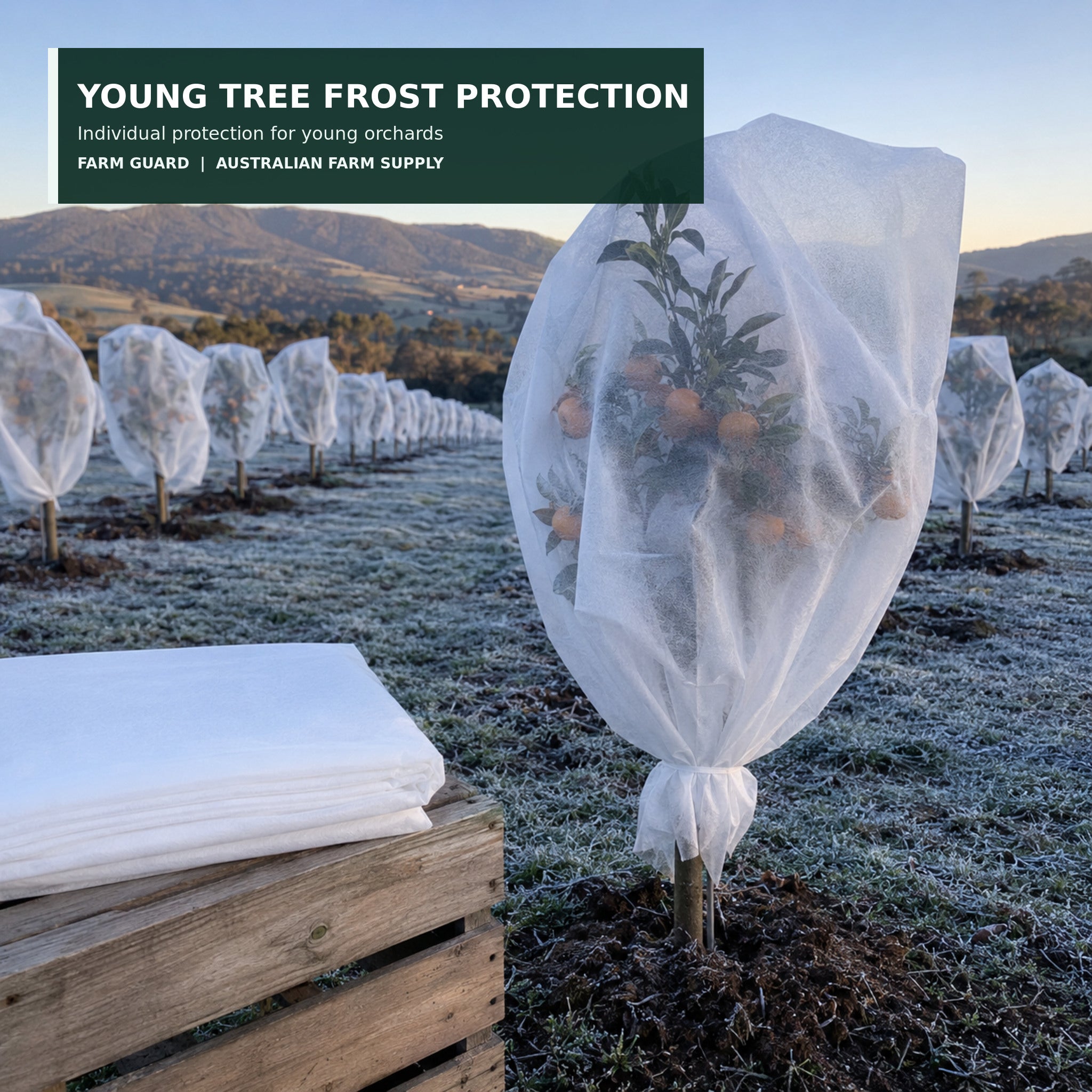 White 30 GSM frost cloth protecting young orchard trees