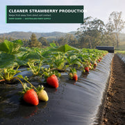 Black mulch film keeping strawberries clean above the soil
