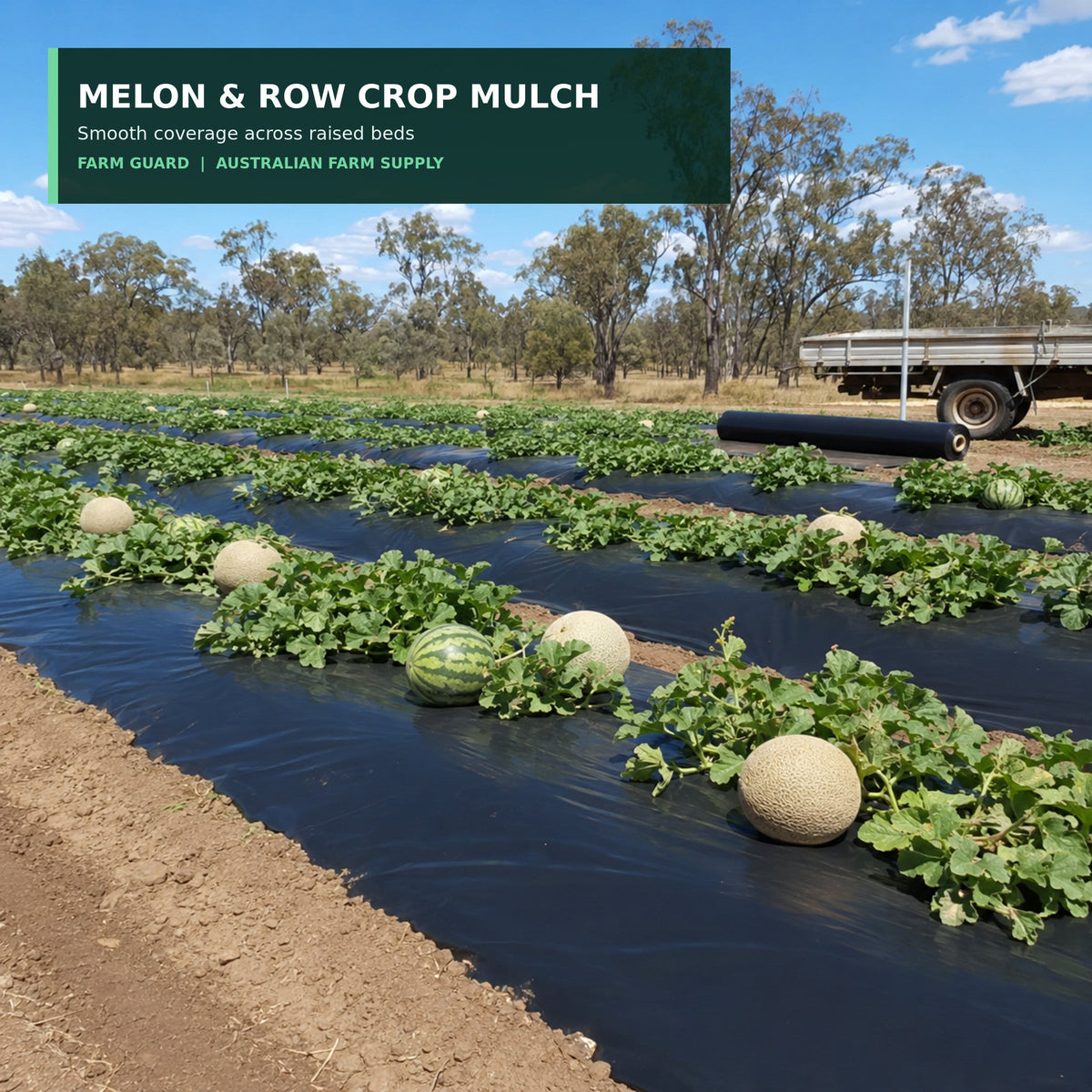 Black agricultural mulch film for melons and row crops
