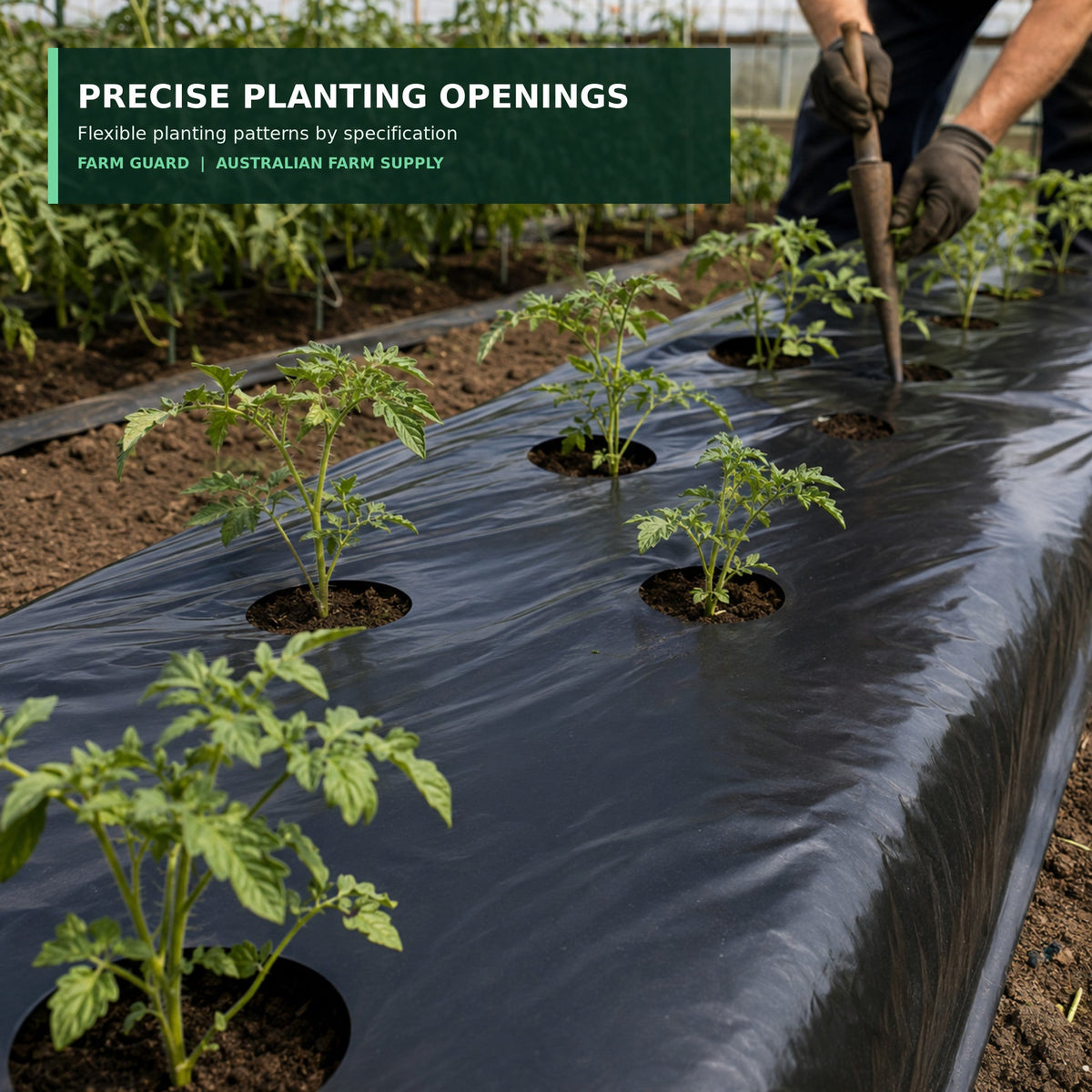 Black agricultural mulch film with precise crop planting openings