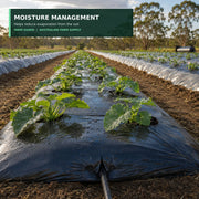 Black agricultural mulch film supporting soil moisture management