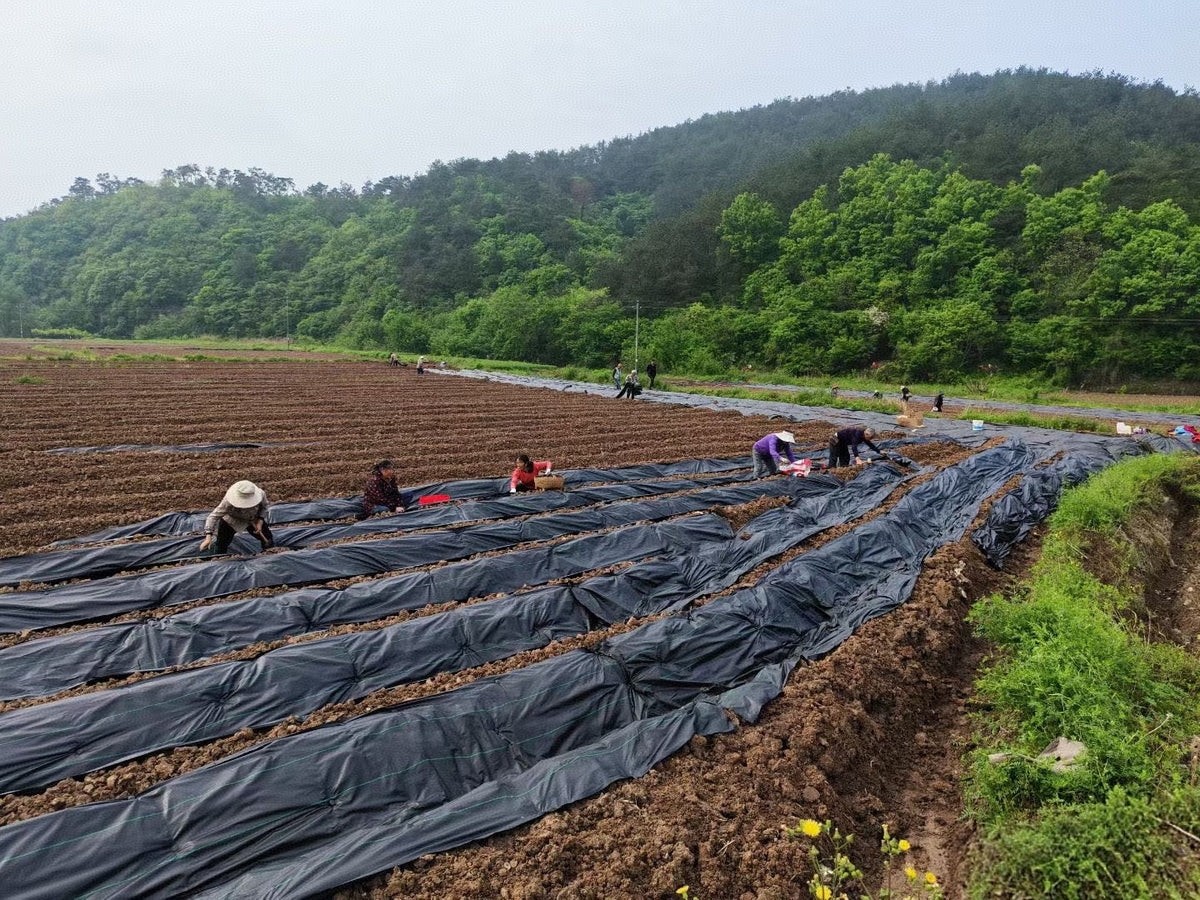 Agricultural workers installing crop-cover material in open fields, supplied photograph