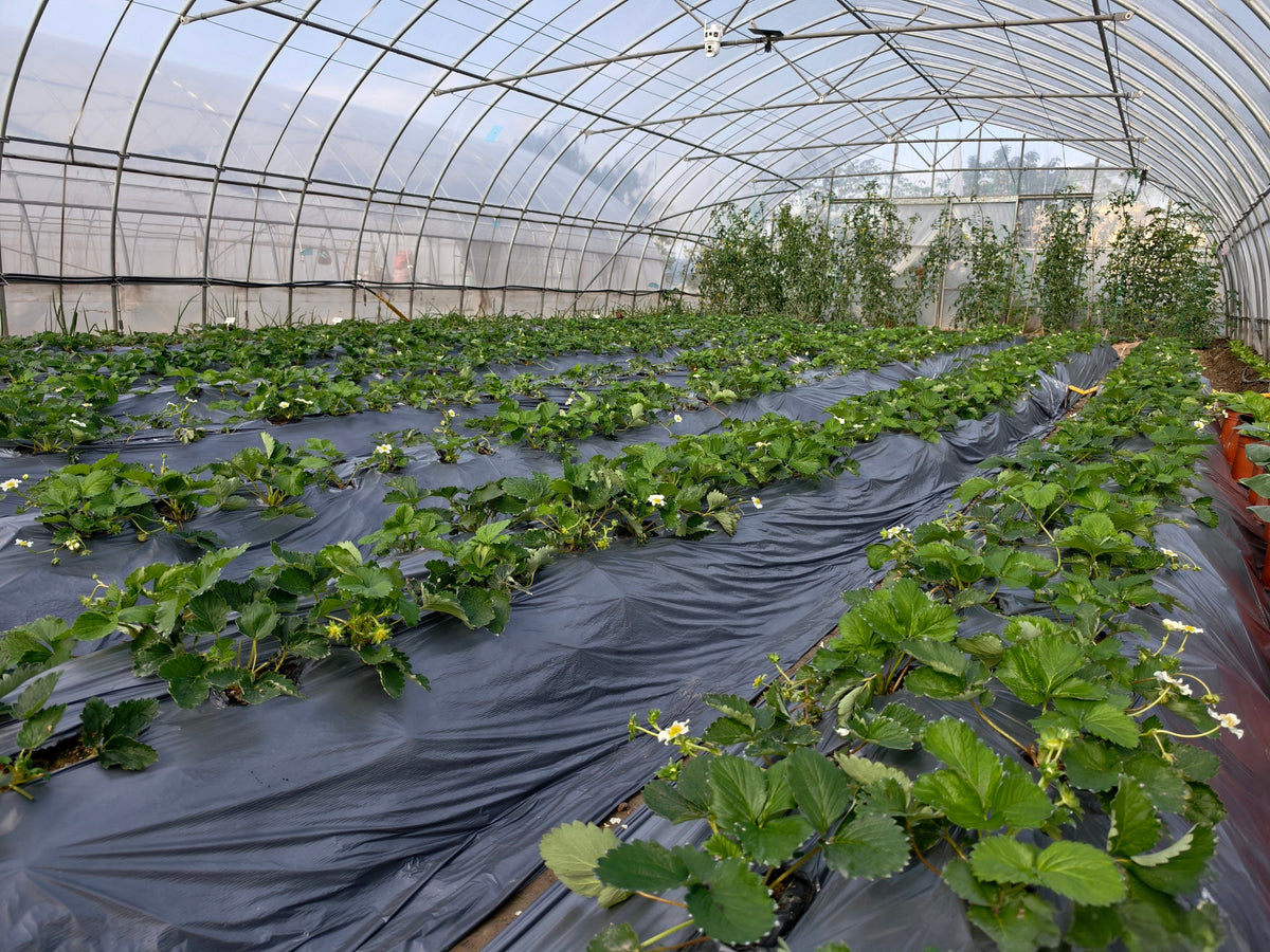 Crop rows under a commercial greenhouse, supplied field photograph