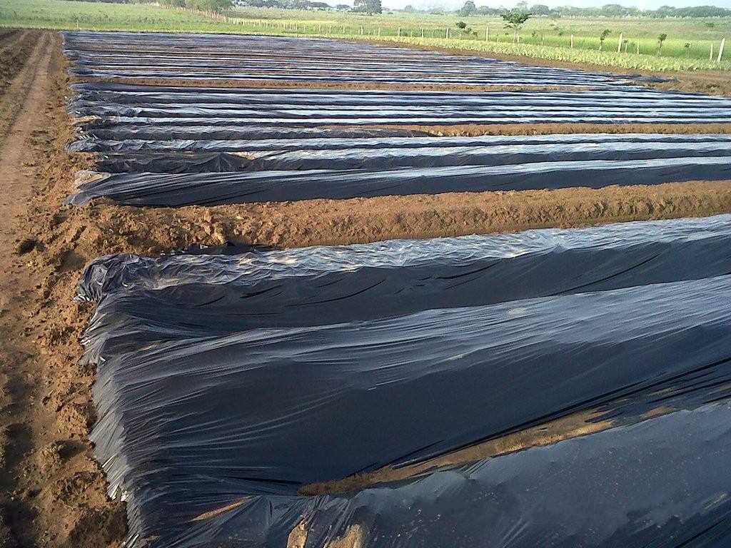 Smooth black agricultural mulch film laid across prepared field beds, supplied application photograph