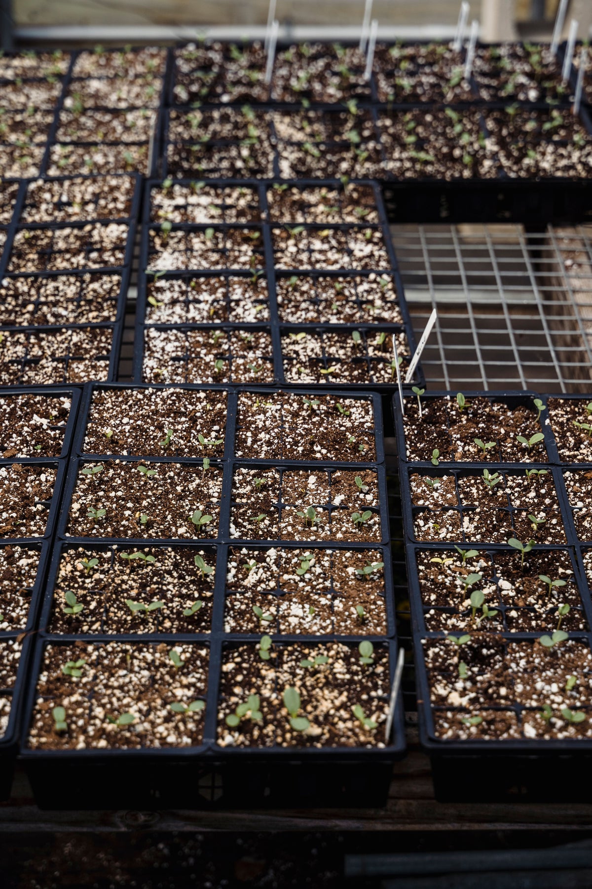 Application reference photograph: young seedlings in nursery trays
