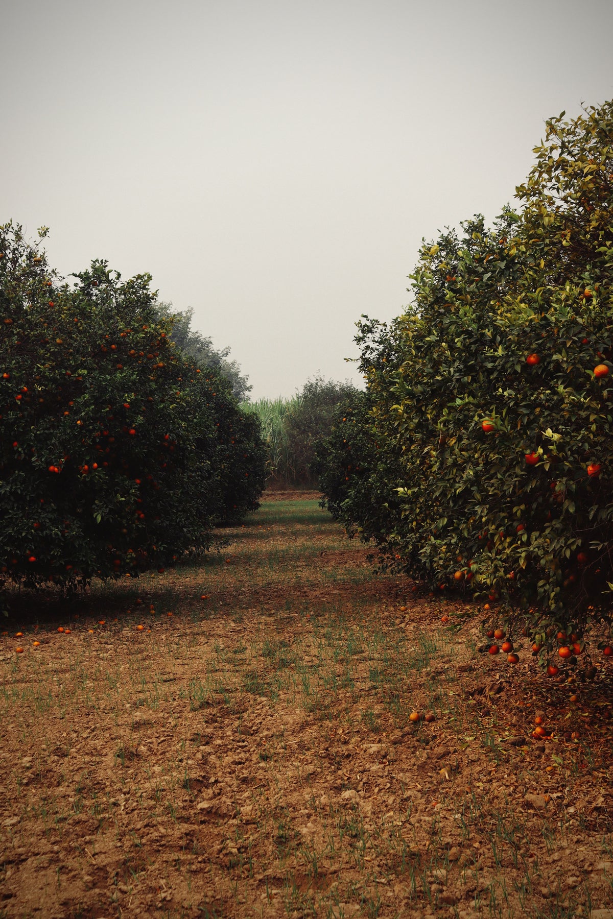 Application reference photograph: orange trees in an orchard
