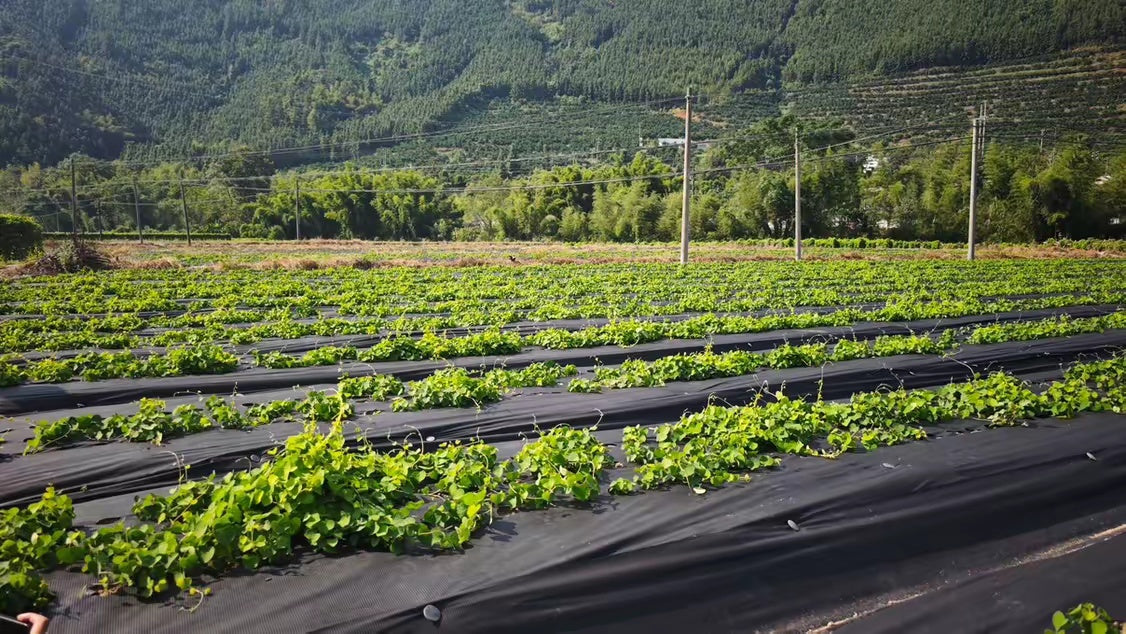 Woven black ground-cover fabric with guide stripes installed in planted agricultural rows, supplied field photograph