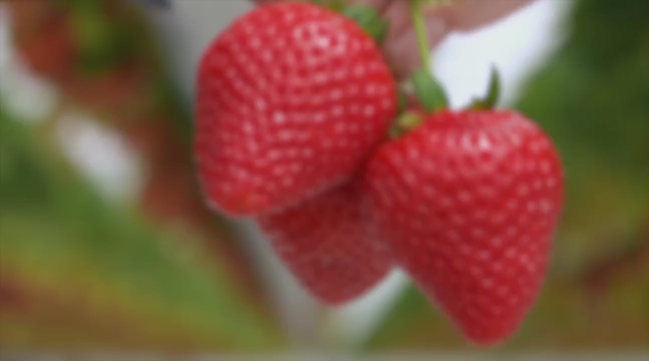 Strawberry greenhouse growing and nursery process video supplied by FARM GUARD