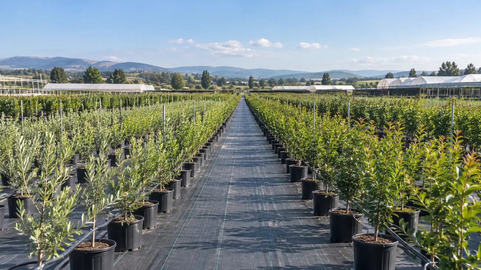 Nursery & ground cover